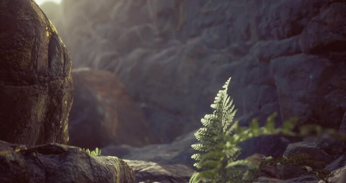 A vibrant green fern is flourishing between rugged rocks, illuminated by soft sunlight filtering through a natural landscape. The serene environment highlights the interplay of light and shadow.