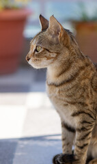 A close-up of a cat showcasing its sharp eyes, soft fur, and delicate whiskers. The intricate details of its face, from the texture of its nose to the subtle patterns in its coat, are clearly visible.