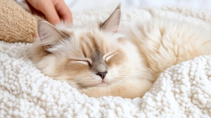 Peacefully Sleeping Fluffy Cat Wrapped In Cozy Blanket