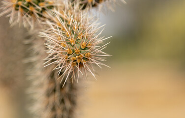 cactus in the garden