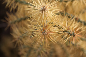 Fototapeta premium cactus in the garden