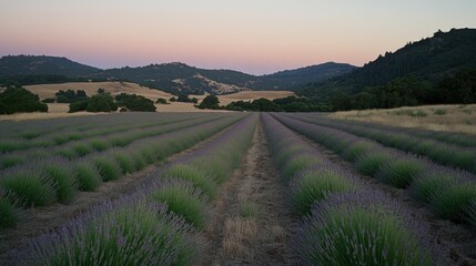 Fototapeta premium Lavender Field at Dusk with Rolling Hills and Pastel Sky