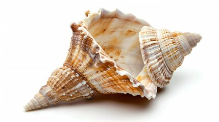 Obraz premium Detailed image of a sea shell on a white background, ideal for designs related to the sea, nature or decorative elements.