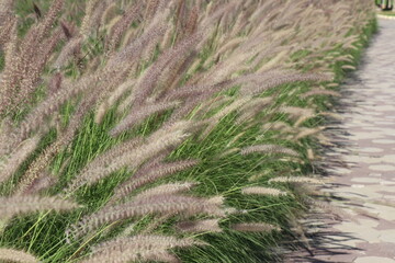 White flowers and green leaves