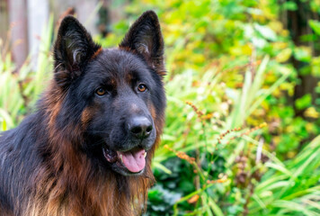 Beautiful German Shepherd enjoying a sunny day among lush greenery in a vibrant garden