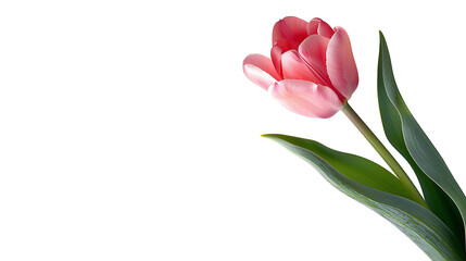 Obraz premium Isolated pink tulip on transparent background. With space for text. high resolution PNG file