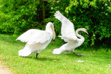 Swans gracefully walk and flap their wings on lush green grass near a serene pond during a sunny afternoon