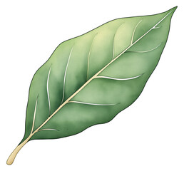 Fototapeta premium Watercolor illustration of a green bay leaf isolated on transparent background.