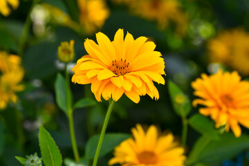 Helianthus atrorubens 'Gullick's Variety'