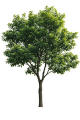 Isolated deciduous tree with lush green foliage, perfect for architectural renderings, landscape...