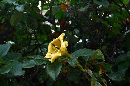 Solandra maxima en gros plan avec son feuillage