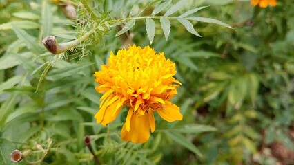 Zendu Flowers in Full Glory. Yellow marigold flower. Marigold (Tagetes) The Golden Charm of Nature. Lush Marigold Plants with Green Leaves. Beautiful yellow flower plant for background picture