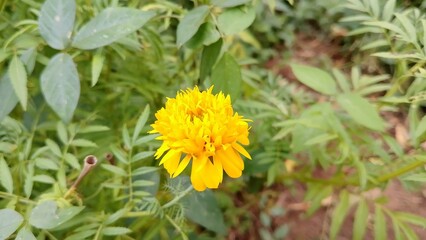 Zendu Flowers in Full Glory. Yellow marigold flower. Marigold (Tagetes) The Golden Charm of Nature. Lush Marigold Plants with Green Leaves. Beautiful yellow flower plant for background picture
