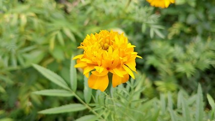 Zendu Flowers in Full Glory. Yellow marigold flower. Marigold (Tagetes) The Golden Charm of Nature. Lush Marigold Plants with Green Leaves. Beautiful yellow flower plant for background picture