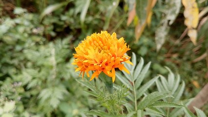 Zendu Flowers in Full Glory. Yellow marigold flower. Marigold (Tagetes) The Golden Charm of Nature. Lush Marigold Plants with Green Leaves. Beautiful yellow flower plant for background picture