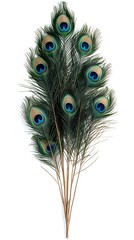Naklejka premium Peacock Feathers Display, Studio Shot