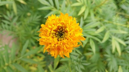 Zendu Flowers in Full Glory. Yellow marigold flower. Marigold (Tagetes) The Golden Charm of Nature. Lush Marigold Plants with Green Leaves. Beautiful yellow flower plant for background picture