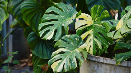 Close-up of Monstera Thai constellation, Monstera with green and yellow leafs, rare tropical plant