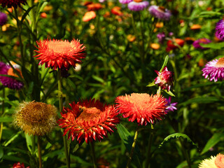 Pink gold strawflower- Everlasting or Paper daisies (Helichrysum bracteatum)