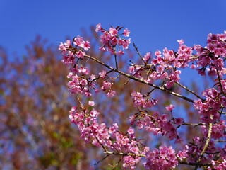 Wild Himalayan Cherry, Prunus cerasoides, Sakura in Thailand	