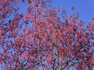 Wild Himalayan Cherry, Prunus cerasoides, Sakura in Thailand	