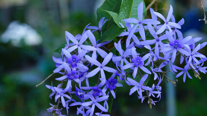 Sandpaper Vine Purple Wreath flower bunch purple bouquet of five petals like a five pointed petal...