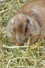 Single Prairie Dog in ZOO