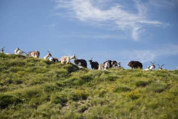 Group of goats.
Goats grazing in a mountain meadow.