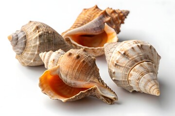A close-up of several sea snail shells (whelk shells) arranged on a clean, white background. The shells have a rough, textured surface with natural shades of beige, brown, and orange