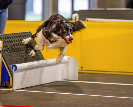 Dog flyball sports