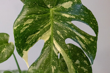 Monstera Variegata