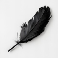 Elegant Black Feather Isolated on a Soft Light Background