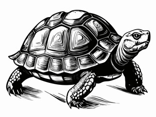 Detailed Black and White Turtle Sketch – Realistic Tortoise Drawing with Intricate Shell Texture
