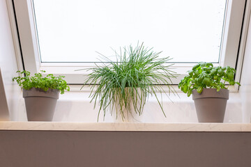 Herbs on the windowsill