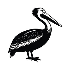 pelican on white background