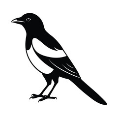 Obraz premium vector illustration of a Magpie