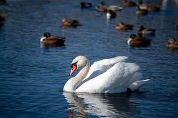 beautiful white swan in the lake
