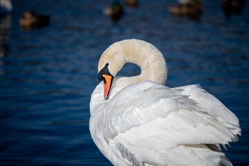 a beautiful white swan rests on the lake