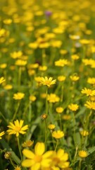 Obraz premium A delicate grass flower blooms among a sea of yellow wildflowers, grass flower blooms, meadow landscapes