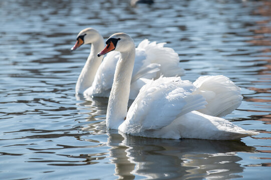two beautiful white swans on the lake