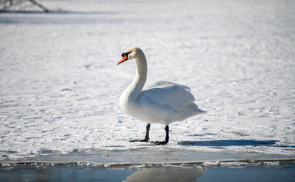 white swan in the snow near the lake, winter landscape