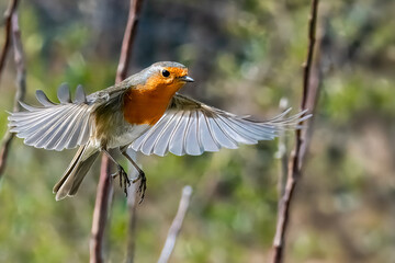 In una giornata di sole, un pettirosso (Erithacus rubecula) vola ad ali spiegate tra i rami di un albero per raggiungere il luogo in cui si nutre.