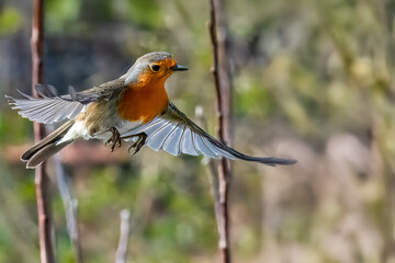 In una giornata di sole, un pettirosso (Erithacus rubecula) vola ad ali spiegate tra i rami di un...