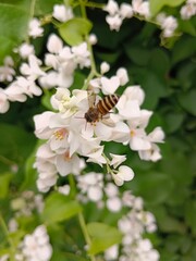 Fototapeta premium Bees are sucking nectar from Coral vine flowers.