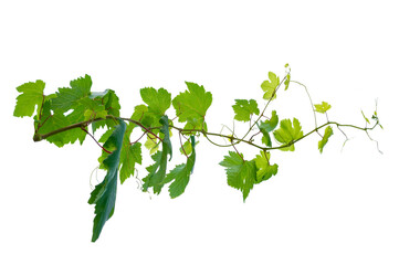 vine frame leaf vine circle Isolate on transparent background PNG file