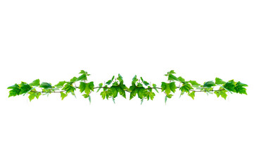 vine frame leaf vine circle Isolate on transparent background PNG file