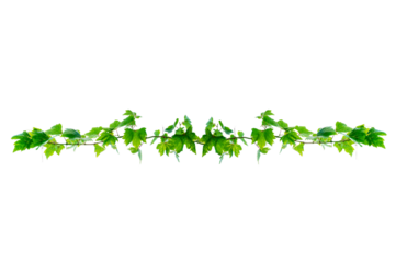 vine frame leaf vine circle Isolate on transparent background PNG file