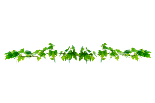 vine frame leaf vine circle Isolate on transparent background PNG file