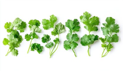 Obraz premium Fresh Green Cilantro Leaves Arranged on White Background