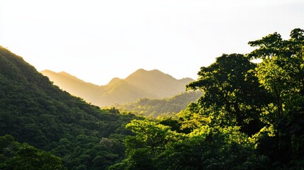Sunlit Mountain Landscape Surrounded by Lush Green Forest in Early Morning